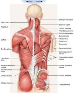 Posterior Core Muscles. Core training. Core strengthening.