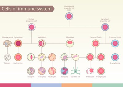 Bulletproof Immune System