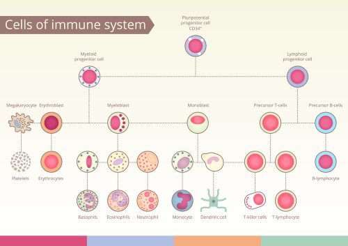 Immune System. Immune system facts. Covid-19. Coronavirus. Boosting immune system.