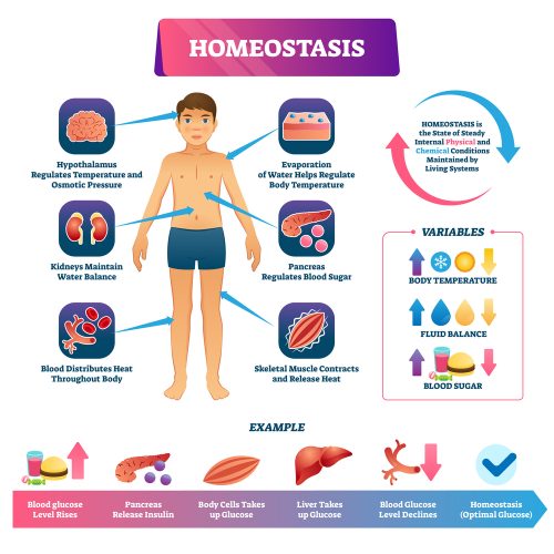 Homeostasis. Active recovery.