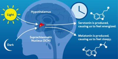 The Science of Sleep - What we know about Sleep