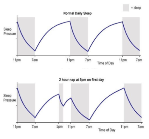 Adenosine. Sleep. Sleep wake homeostasis. The science of sleep.