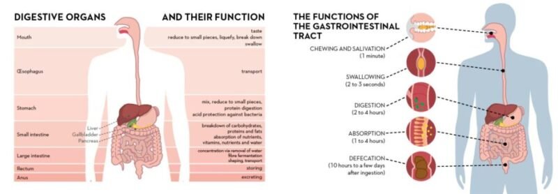 Diagram showing the digestive organs and their roles in breaking down food and absorbing nutrients for energy and recovery.