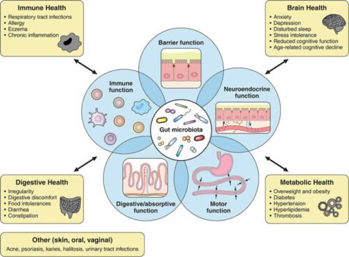 Illustrations showing how the gut microbiome supports digestion, immune function, metabolism, and stress regulation linked to physical performance.