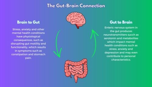 Illustration representing the connection between gut health, mental focus, and stress regulation during training.