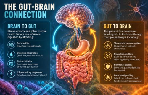 Medical infographic showing the brain and digestive system connected by two-way arrows, explaining how stress affects digestion and how neural, hormonal and immune pathways communicate with the brain.