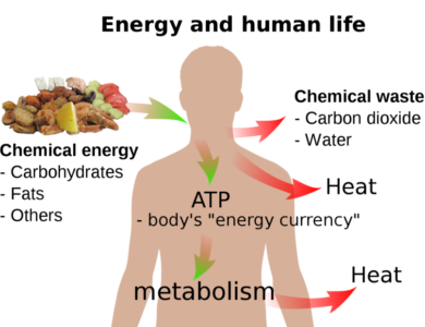 Energy conversion and Human Body